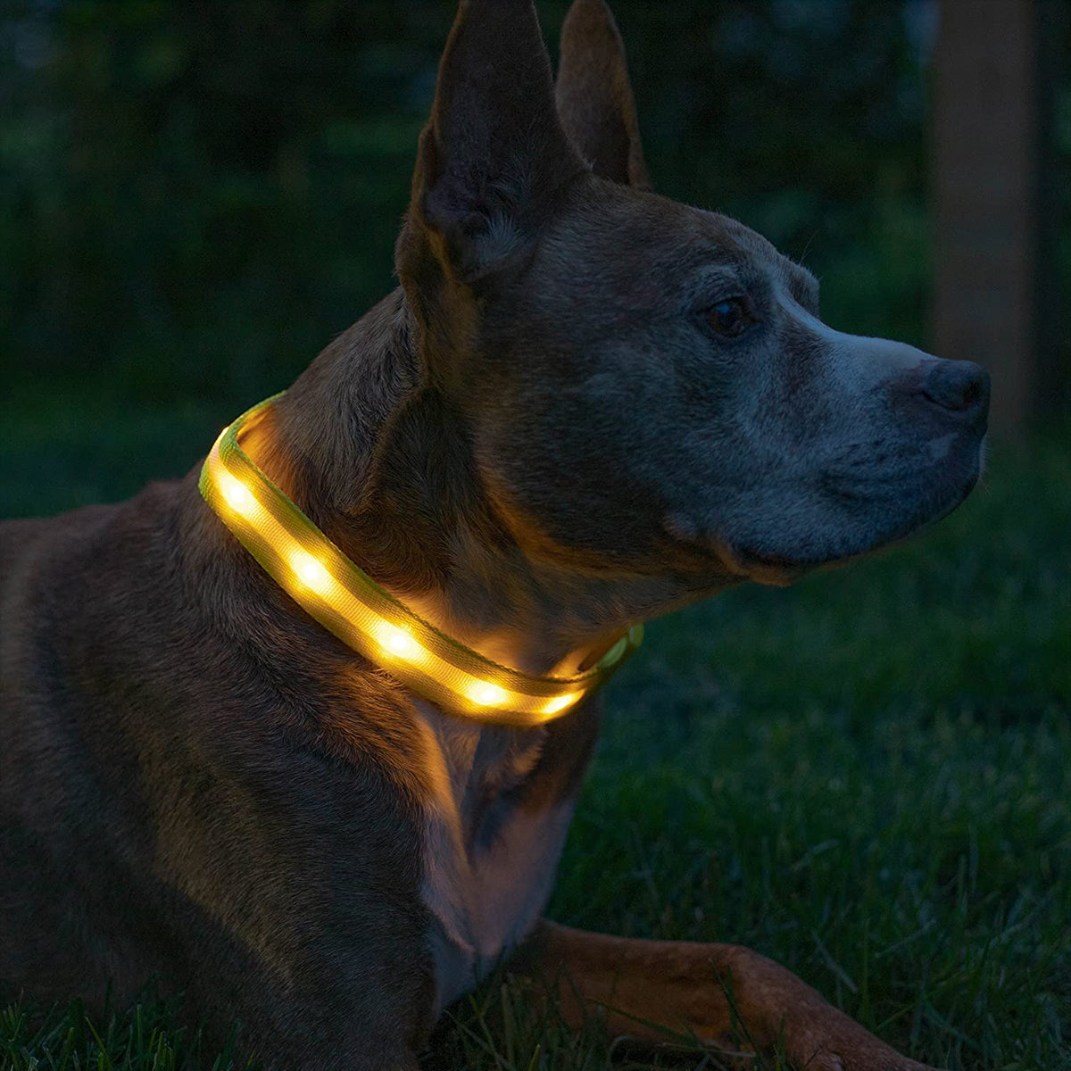 Correas con Luz LED