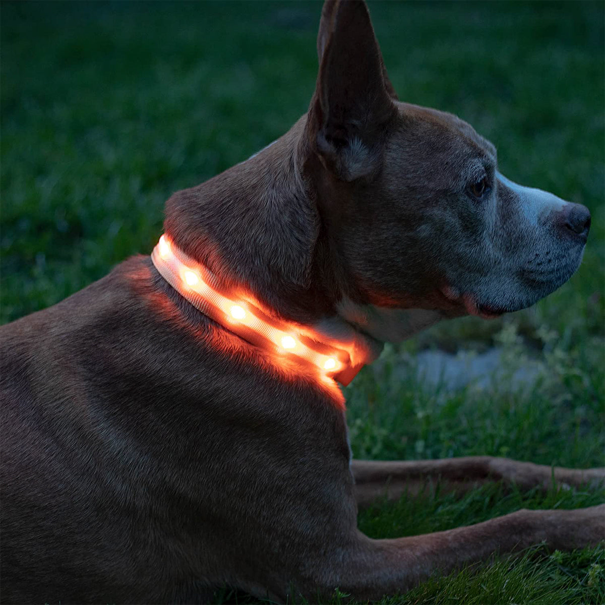 Correas con Luz LED